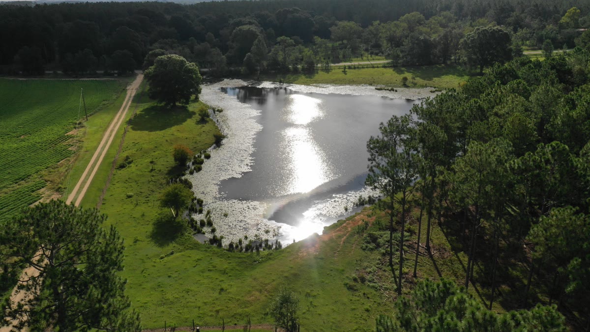 Aerial view of pond and green pasture