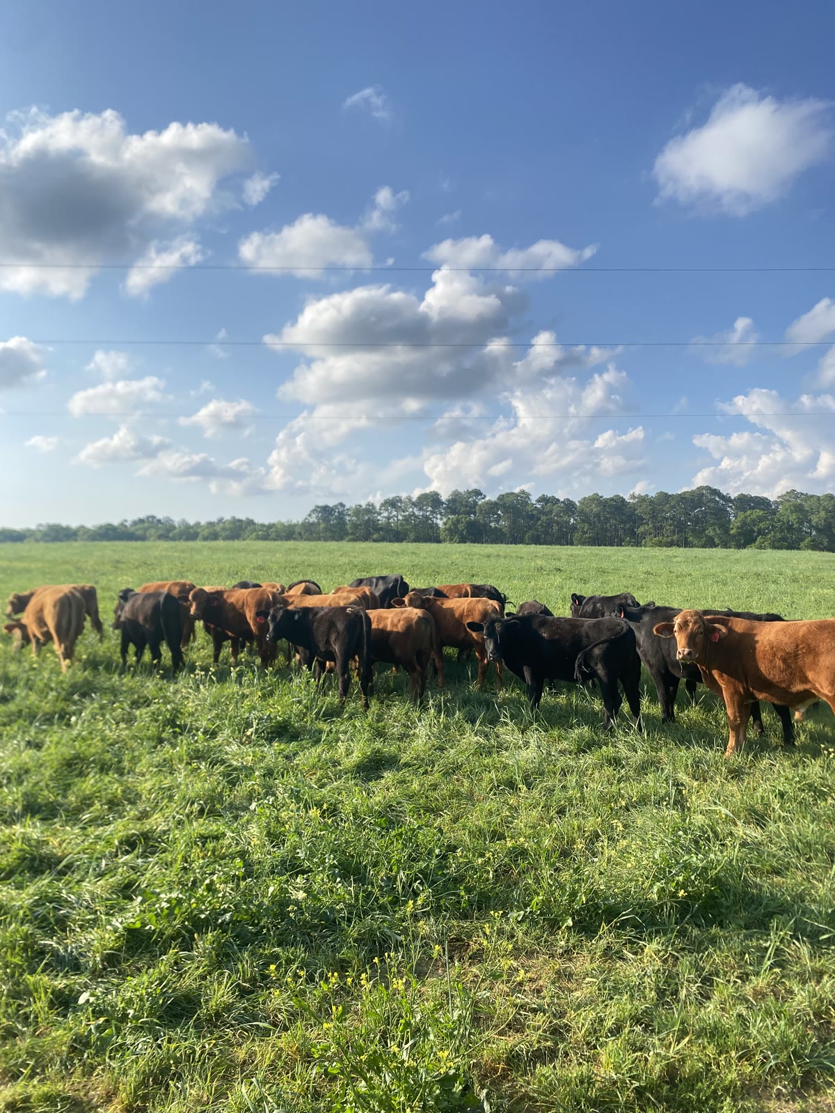 Angus cattle herd on green pasture under blue sky