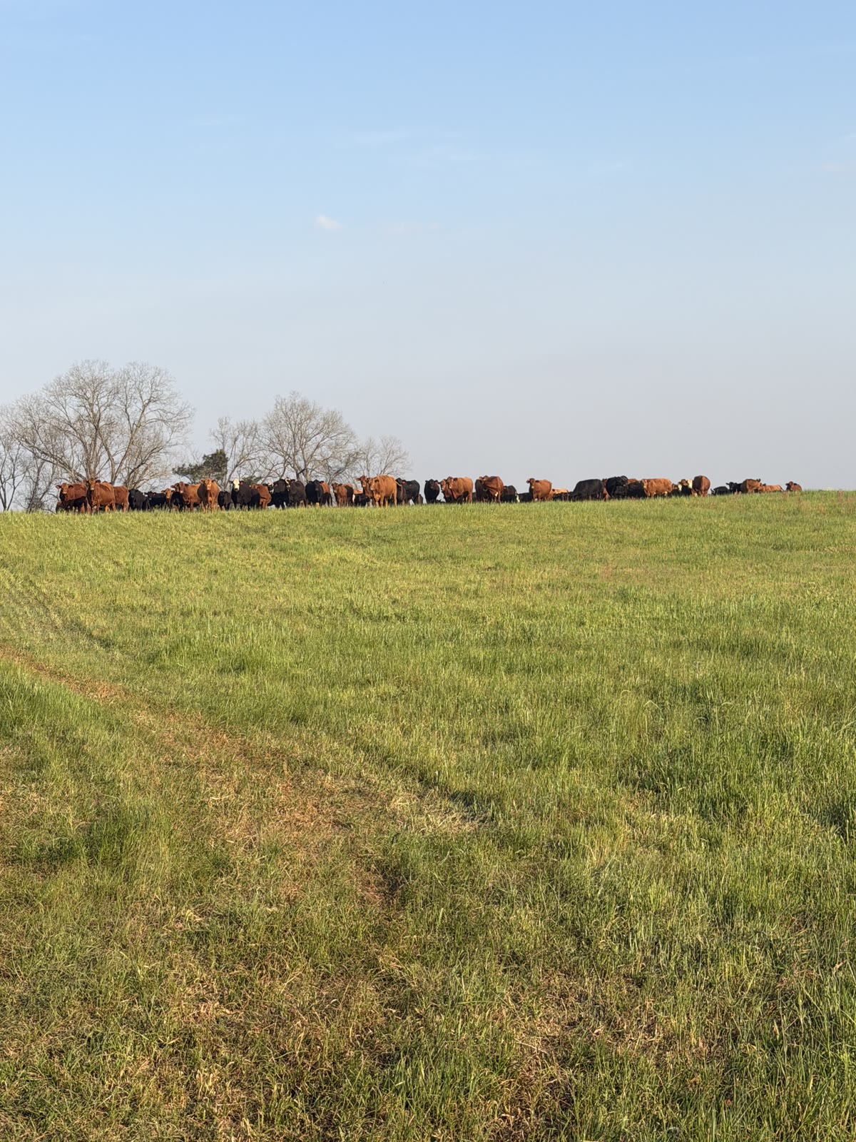 Angus cattle herd on green hilltop pasture