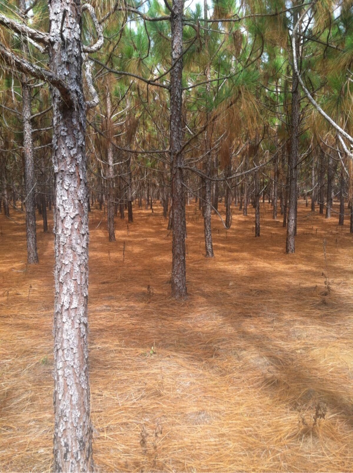 Longleaf pine stand with fresh pine straw covering the forest floor in South Georgia