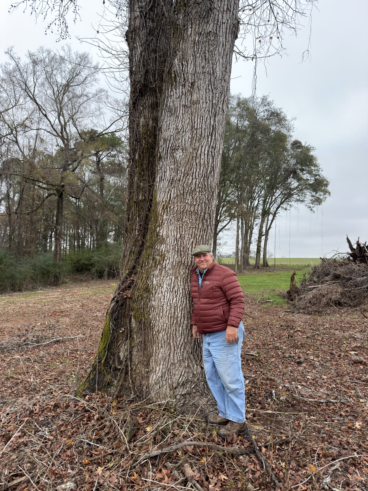 Standing beside a mature hardwood on South Georgia timberland