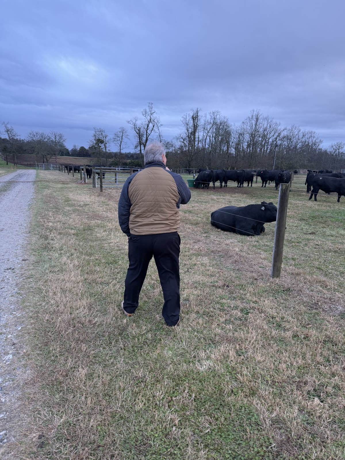 Mitch Mitchell walking toward his registered Angus cattle herd on South Georgia pasture