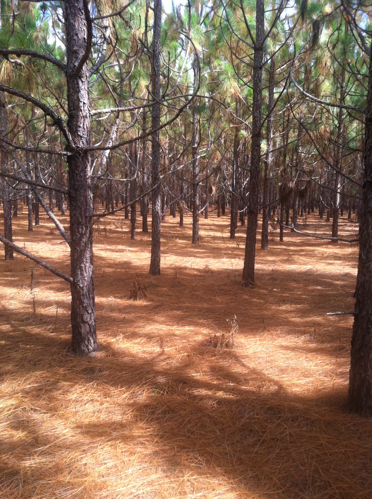 Managed longleaf pine stand with pine straw ground cover in South Georgia