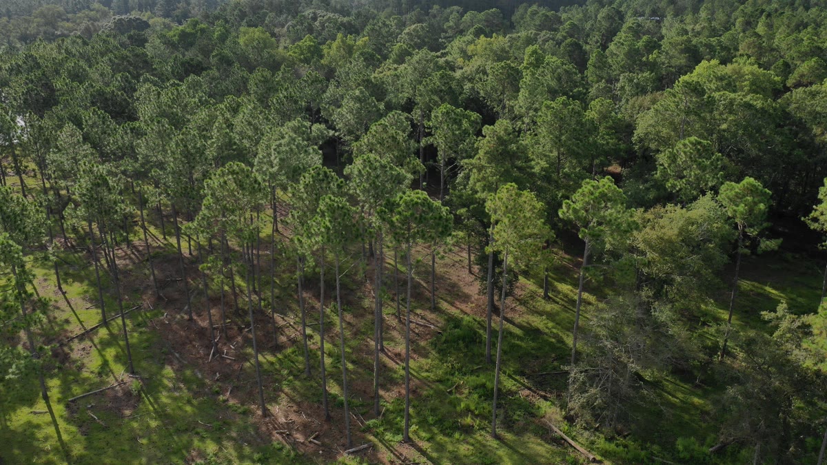 Aerial view of managed pine timber in South Georgia